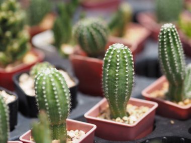 Kaktüs ağacının yeşil gövdesinde plastik kaplarda açan sivri dikenler var.