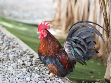Bantam gövdesi küçük, kısa, büyük ve ibikli tavuk renkli, tavuk kanadı gibi.
