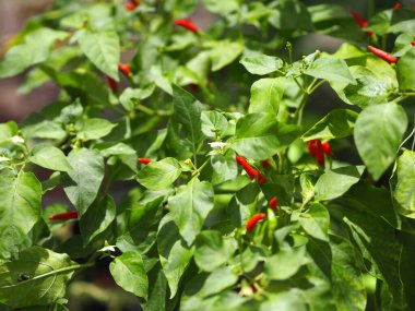 Kırmızı Tayland biberi, Chilli Padi, Capsicum Annuum, bahçede çiçek açan doğa arka planı.