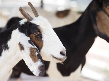 Keçinin çiftlikte beyaz-kahverengi kürkü vardır, memeli hayvan.