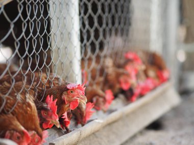 Yumurta tavuğu, çelik kafesin içinde bambu yalağında yemek yiyor.