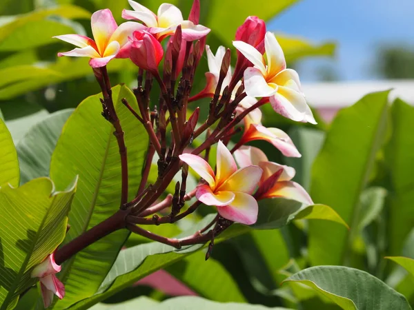 Plumeria Mix Kolorów Biały Różowy Żółty Kolorowy Kwiat Kwitnący Ogrodzie — Zdjęcie stockowe