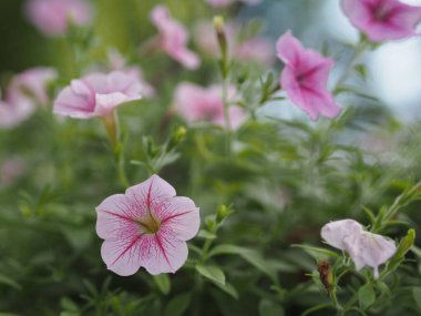 Dalga pembe çağlayan renk, aile adı Solanaceae, bilimsel adı Petunia melez Vilm, büyük yapraklı tek katlı Grandiflora çiçekleri bahçede çiçek açan plastik saksıda bulanık arka planda asılı.
