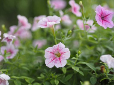 Dalga pembe çağlayan renk, aile adı Solanaceae, bilimsel adı Petunia melez Vilm, büyük yapraklı tek katlı Grandiflora çiçekleri bahçede çiçek açan plastik saksıda bulanık arka planda asılı.
