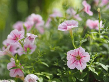 Dalga pembe çağlayan renk, aile adı Solanaceae, bilimsel adı Petunia hibrid Vilm, büyük yapraklar tek katman Grandiflora Singles bahçede açan plastik bir saksı bulanık doğa arka planında.