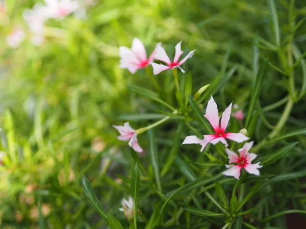 庭に咲く小さなピンクの花自然背景のぼやけている — ストック写真