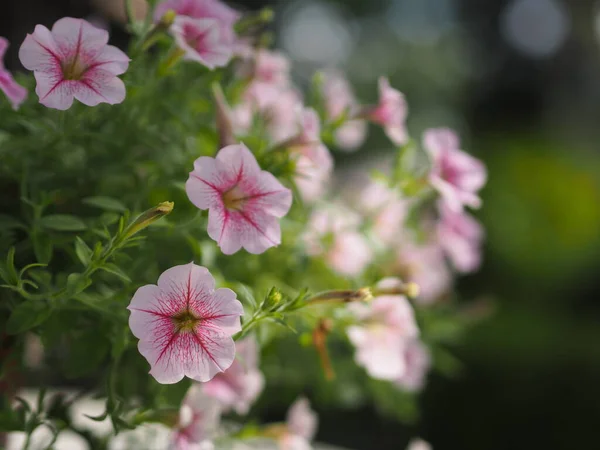 Onda Rosa Color Cascada Apellido Solanaceae Nombre Científico Petunia Hybrid —  Fotos de Stock