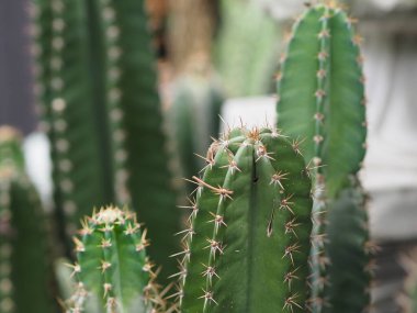 Kaktüs ağacının yeşil gövdesinde plastik kaplarda açan sivri dikenler var.
