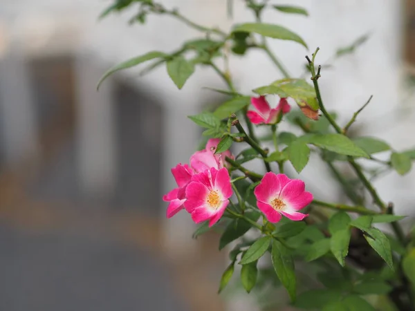 ピンクのバラの花の配置自然の背景記号の愛のぼやけた美しい花束自然の中で美しいバレンタインデー — ストック写真