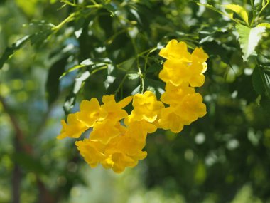 Sarı yaşlı, trompet çalısı, trompet çiçeği adı Bilimsel adı Tecoma. Doğanın bulanık arka planında bahçede açan çiçekler.