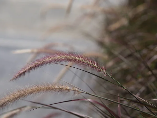 Gramineae Pennisetum Polystachyon Marrone Fiore Erba Infiorescenza Ascellare Ramificata Incastonata — Foto Stock