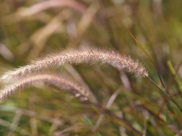 Gramineae Pennisetum Polystachyon Kahverengi Çiçek Çimi Axillary Dallı Inflorescence Uzun — Stok fotoğraf