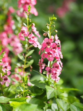 Beni unutun. Bahçede açan pembe çiçekleri bulanık doğa arka planında unutmayın.