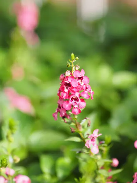 Oubliez Moi Pas Fleur Rose Fleurissant Dans Jardin Sur Fond — Photo