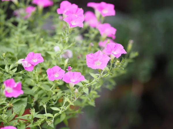 Petunia Easy Ola Color Rosa Flor Floreciendo Jardín Hermoso Borrosa —  Fotos de Stock