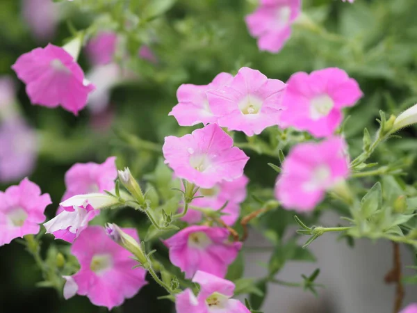 Petunia Easy Ola Color Rosa Flor Floreciendo Jardín Hermoso Borrosa —  Fotos de Stock