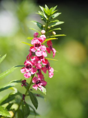 Beni unutun. Angelonia goyazensis Benth değil, Digitalis solicariifolia adı tek bir çiçektir. Ama başlangıca ya da çatal kaplamasına göre bir arada durur.