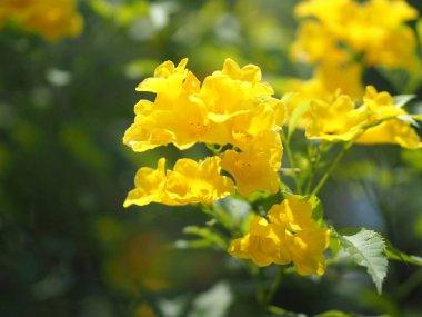 Sarı yaşlı, trompet çalısı, trompet çiçeği adı Bilimsel adı Tecoma. Doğanın bulanık arka planında bahçede açan çiçekler.