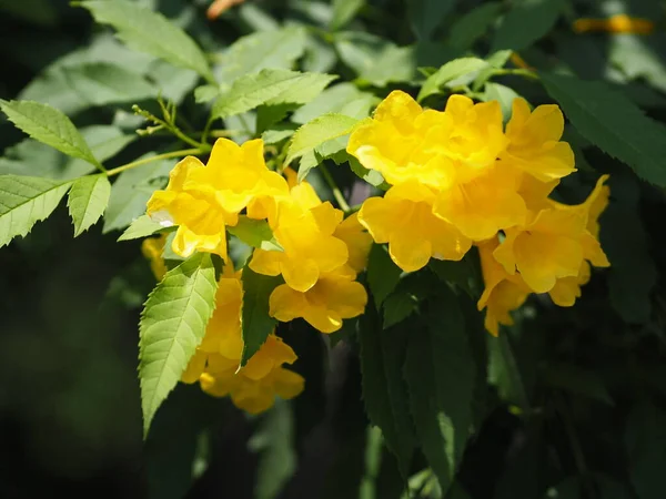 Sureau Jaune Trompette Trompette Nom Fleur Nom Scientifique Tecoma Stans — Photo