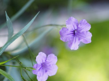 Waterkanon, Watrakanu, Minnieroot Demir kökü, Feverroot, Patlayan kapsül krakeri planı Trai-no Toi ting ACANTHEAE, Brittons Meksika Bluebell Petunia mor çiçek açan bahçe arka planı