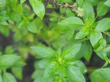 Thai tatlı fesleğeni ya da horapha açık yeşil çiçekli geniş yapraklı, mor saplı, çiçek ve mızrak yapraklı