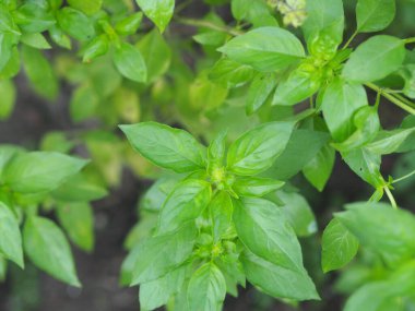 Thai tatlı fesleğeni ya da horapha açık yeşil çiçekli geniş yapraklı, mor saplı, çiçek ve mızrak yapraklı