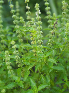 Limon fesleğeni ya da maenglak limon kokusu ve yeşil yaprakların tadını verir. Bahçe arka planında çiçek açar. Tayland sebzesi yiyeceği.