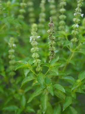Limon fesleğeni ya da maenglak limon kokusu ve yeşil yaprakların tadını verir. Bahçe arka planında çiçek açar. Tayland sebzesi yiyeceği.