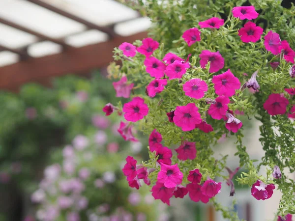 Dalgalar koyu pembe çağlayan renk, Soy adı Solanaceae, Bilimsel adı Petunia melez Vilm, Büyük yapraklar tek katman Grandiflora Singles bahçede açan plastik bir saksı
