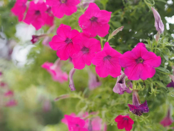 Vlna Tmavě Růžová Kaskádová Barva Příjmení Solanaceae Vědecké Jméno Petúnie — Stock fotografie