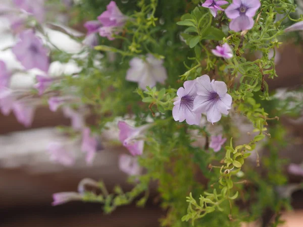 Vlnitá Růžová Kaskádová Barva Příjmení Solanaceae Vědecké Jméno Petúnie Hybrid — Stock fotografie