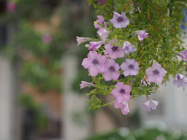 Onda Rosa Cor Cascata Nome Família Solanaceae Nome Científico Petunia — Fotografia de Stock