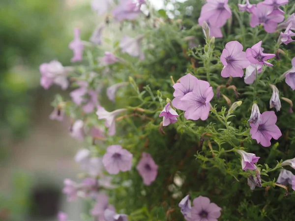 Волна Розовый Цвет Каскада Фамилия Solanaceae Научное Название Petunia Гибрид — стоковое фото