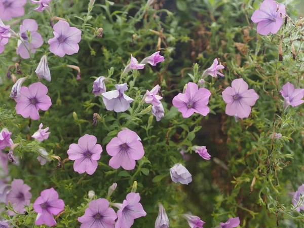 Onda Rosa Cor Cascata Nome Família Solanaceae Nome Científico Petunia — Fotografia de Stock