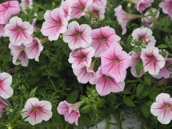 Onda Rosa Color Cascada Apellido Solanaceae Nombre Científico Petunia Hybrid —  Fotos de Stock