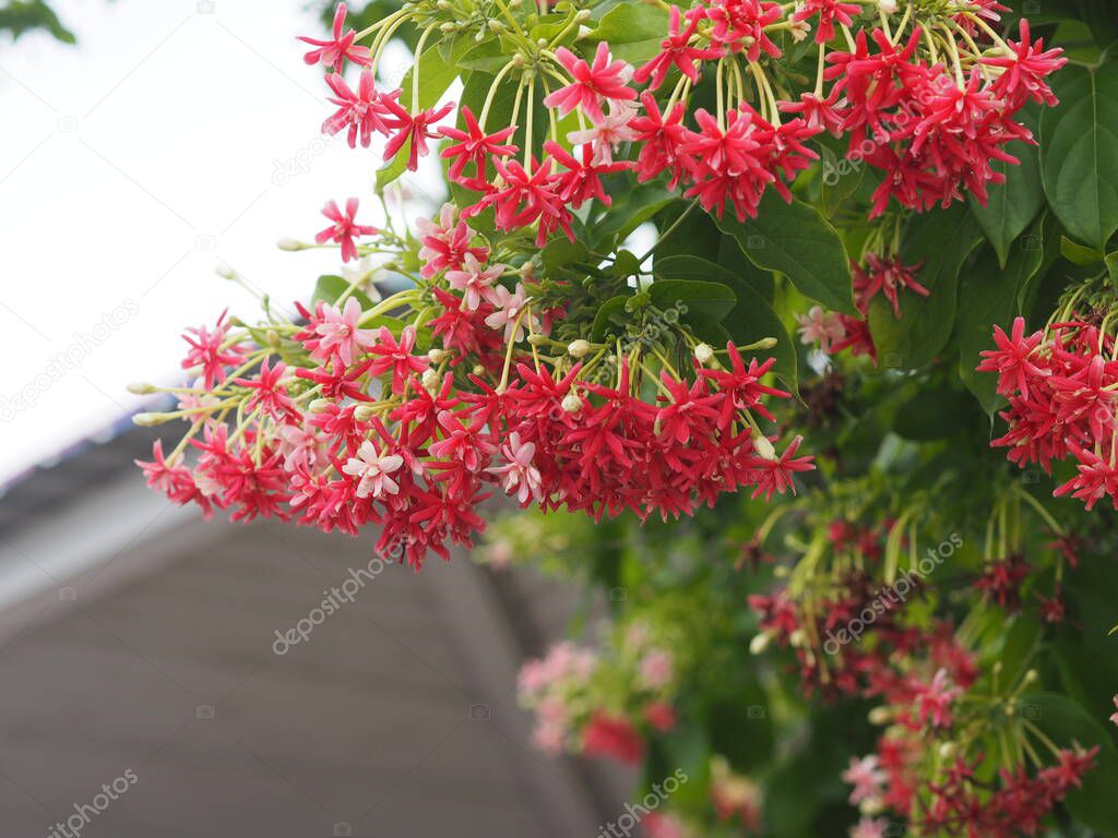 Rangoon Creeper, Chinese honey Suckle, Drunen sailor, Combretum indicum DeFilipps name red pink and white flower blooming in garden on blurred of nature background