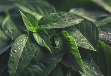 Tablo üstten görünüm arka plan kavramı en az yaratıcı organik doku için soyut Vintage Yeşil fesleğen yaprak düz yatıyordu.