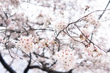 Beyaz çiçek kiraz çiçeği Japonya bahar bahçe Parkı kavramı Petal pembe Japon çiçek Nisan sezon doğa güzel, Asya manzara romantik