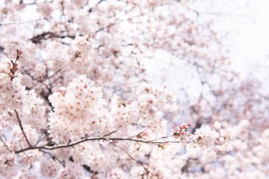 Beyaz çiçek kiraz çiçeği Japonya bahar bahçe Parkı kavramı Petal pembe Japon çiçek Nisan sezon doğa güzel, Asya manzara romantik