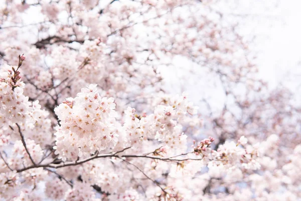White Flower Cherry Blossom Japan Spring Garden Park Concept Petal — Stock Photo, Image