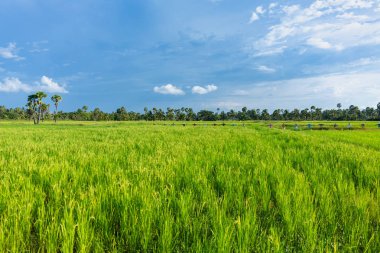 Soyut yeşil çeltik pirinç çim bahar sezonu arka plan conc