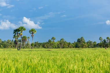 Soyut yeşil çeltik pirinç çim bahar sezonu arka plan conc