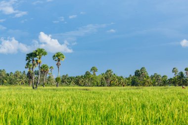 Soyut yeşil çeltik pirinç çim bahar sezonu arka plan conc