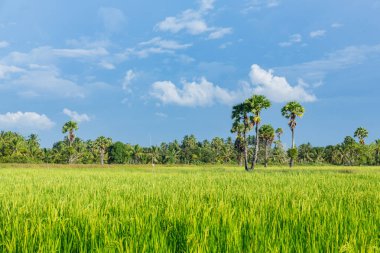 Soyut yeşil çeltik pirinç çim bahar sezonu arka plan conc