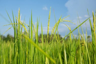 Soyut yeşil çeltik pirinç çim bahar sezonu arka plan conc
