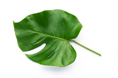 İzole koyu yeşil Monstera büyük yaprakları, Philodendron tropikal 