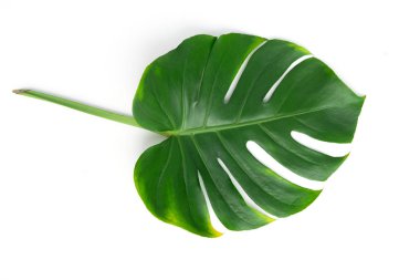 İzole koyu yeşil Monstera büyük yaprakları, Philodendron tropikal 