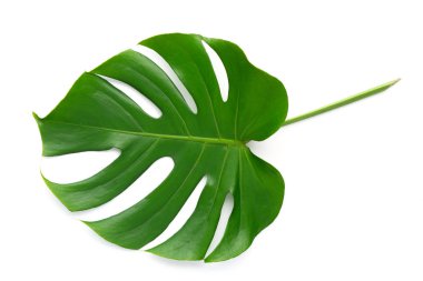 İzole koyu yeşil Monstera büyük yaprakları, Philodendron tropikal 