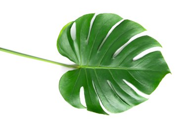 İzole koyu yeşil Monstera büyük yaprakları, Philodendron tropikal 