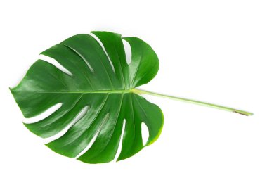 İzole koyu yeşil Monstera büyük yaprakları, Philodendron tropikal 